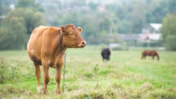 Pâturage Vaches Laitières Brunes Sur Herbe Verte Dans Les Prairies — Video