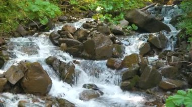 Yaz ormanlarında ıslak taşların arasından akan berrak mavi suyla küçük bir dağ deresine yakın..