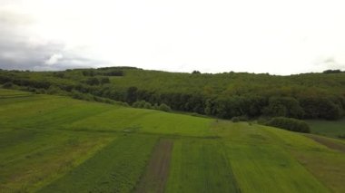 Yaz rüzgarında sallanan yeşil yapraklı orman ağaçlarından gölgeler..