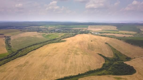 Luftaufnahme Der Gelben Landwirtschaft Weizenfeld Bereit Für Die Ernte Spätsommer — Stockvideo