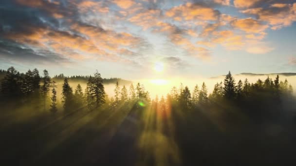 郁郁葱葱的云杉森林里的深绿色松树 在雾蒙蒙的落山里 阳光透过树枝闪耀 — 图库视频影像