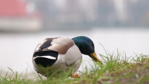 Patos Salvajes Comiendo Hierba Verde Parque Verano — Vídeos de Stock