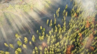 Sonbahar dağlarında kesilen alan ve çam ağaçları ile sisli yeşil çam ormanının havadan görünüşü.