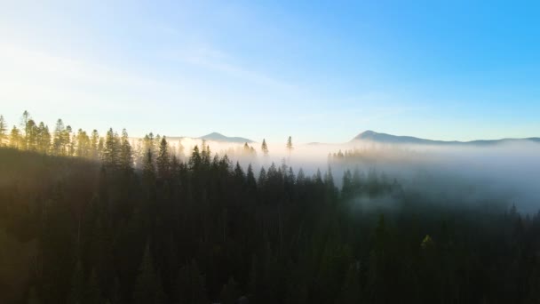 Foggy Grön Tallskog Med Trädkronor Gran Och Soluppgång Strålar Skiner — Stockvideo