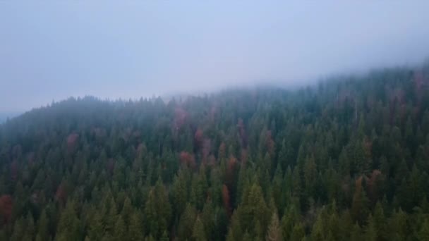 从郁郁葱葱的绿松林到高山云彩的空中过渡 — 图库视频影像