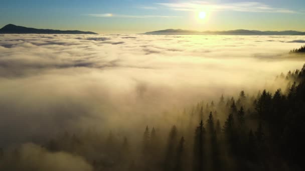 Aerial View Vibrant Sunset White Dense Clouds Dark Mountain Spruce — Stock Video