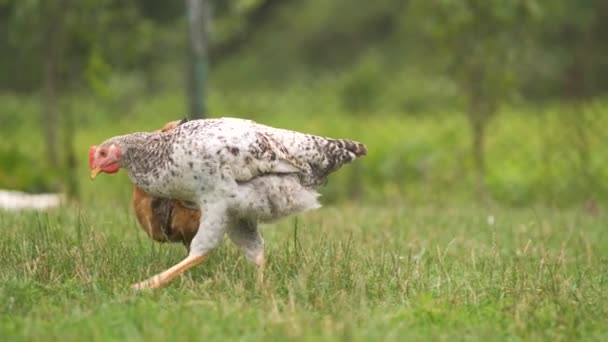 Binnenlandse Kip Die Groen Gras Loopt Zich Voedt Een Landelijke — Stockvideo