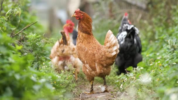 Tyúkok Hagyományos Vidéki Tanyát Esznek Csirke Közelről Pajtában Szabadtartású Baromfitenyésztés — Stock videók