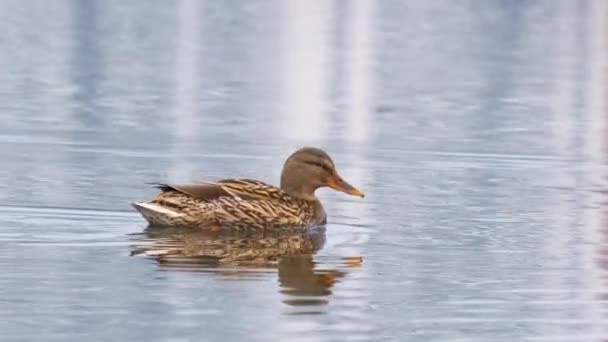 Pato Salvaje Nadando Agua Clara Del Lago Parque Verano — Vídeos de Stock