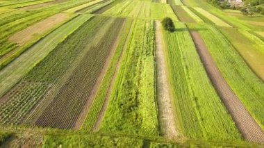 Tohum ekme mevsiminden sonra taze bitki örtüsüyle ilkbaharda yeşil tarım alanlarının havadan görünüşü.
