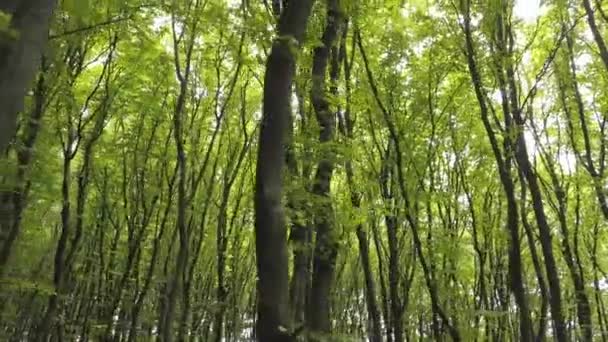 Dense Green Summer Forest Many Tall Trees Morning Sun Light — Stock Video