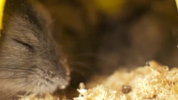 Petits Rats Hamster Jungar Gris Cage Jaune Maison — Video