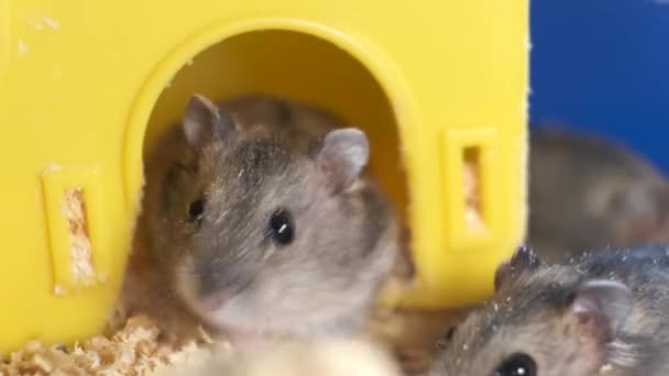 Pequenos Ratos Hamster Jungar Cinza Gaiola Amarela — Vídeo de Stock