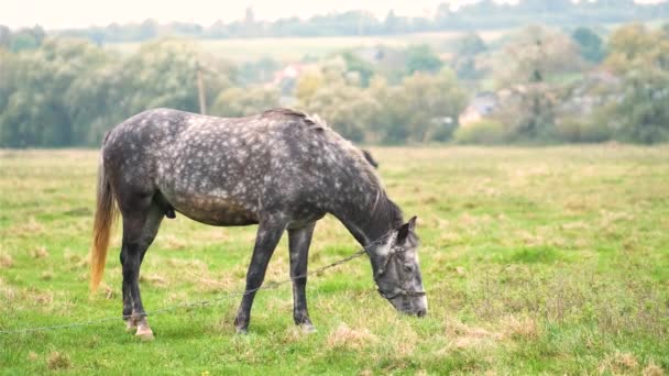 Piękny Szary Koń Wypasający Się Letnim Polu Zielone Pastwisko Żywieniem — Wideo stockowe