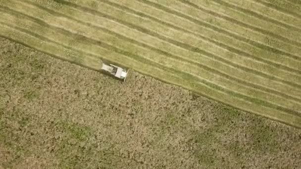 Luchtfoto Van Maaidorser Die Grote Rijpe Tarwevelden Oogst Landbouw Vanuit — Stockvideo