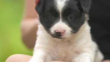 Kucağında küçük bir köpek yavrusu tutan bir kadına yaklaş..