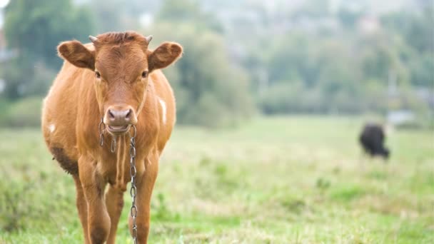 Yeşil Çimlerde Otlayan Kahverengi Süt Ineği — Stok video