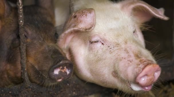 농장에서 안전하게 마리의 더러운 돼지의 — 비디오