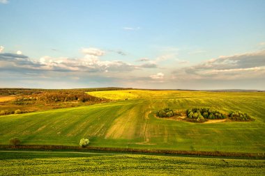 Gün batımında büyüyen kolza tohumu bitkilerinin bulunduğu açık yeşil tarım tarlası manzarası.