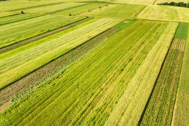 Sıcak, güneşli bir günde tohum ekme mevsiminden sonra taze bitki örtüsüyle ilkbaharda yeşil tarım arazilerinin havadan görünüşü.