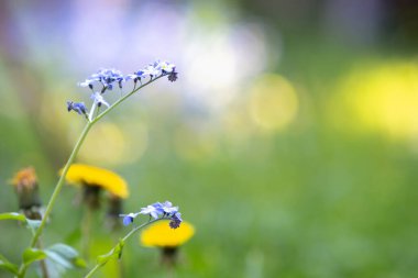 Yeşil parkta açan rengarenk bahar çiçeklerinin yakın çekimi.