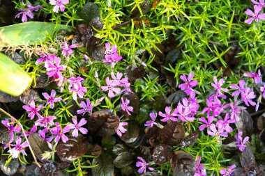 Yeşil parkta açan rengarenk bahar çiçeklerinin yakın çekimi.