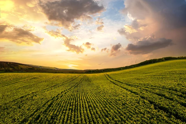 Letecký Pohled Jasně Zelené Pole Zemědělské Farmy Rostoucí Řepkové Rostliny — Stock fotografie