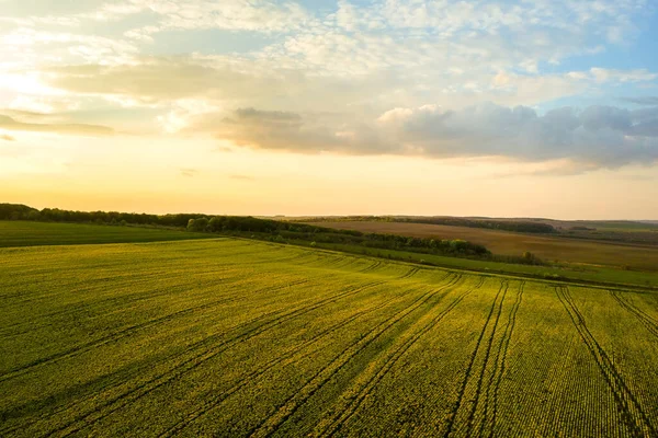 Luftaufnahme Eines Hellgrünen Landwirtschaftlichen Feldes Mit Wachsenden Rapspflanzen Bei Sonnenuntergang — Stockfoto