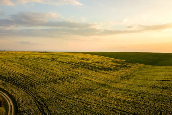 Vue Aérienne Champ Agricole Vert Vif Avec Des Plantes Colza — Photo