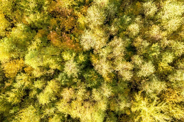 Vista Aérea Arriba Hacia Abajo Los Toldos Verdes Amarillos Bosque — Foto de Stock