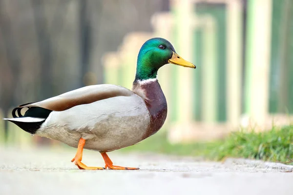 Male duck with green head walking in summer park.
