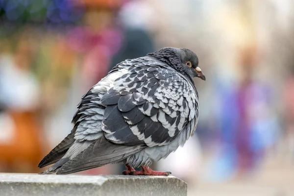 Gros Plan Pigeon Gris Oiseau Sur Une Rue Ville — Photo