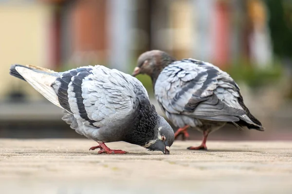 Gros Plan Pigeons Gris Oiseaux Marchant Sur Une Rue Ville — Photo