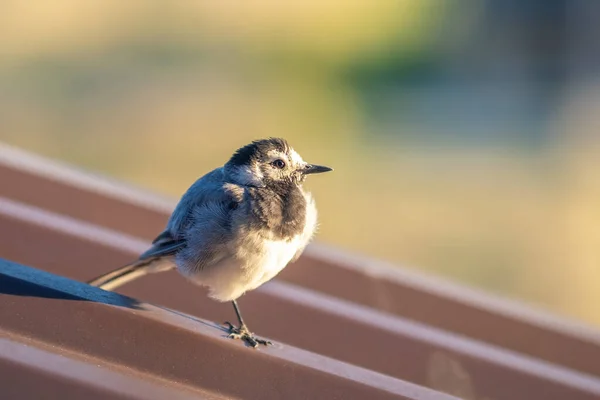 金属製の建物の屋根の上に小さな鳥 — ストック写真