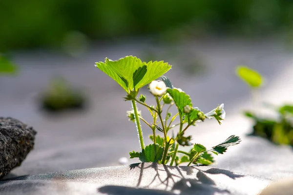 夏园外长着白花的绿色草莓小花 — 图库照片
