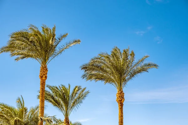Yazın Mavi Renkli Gökyüzüne Karşı Tropikal Bölgede Taze Yeşil Palmiye — Stok fotoğraf