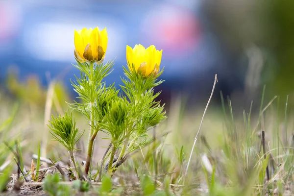 Primer Plano Pequeña Flor Silvestre Amarilla Floreciendo Campo Primavera Verde — Foto de Stock