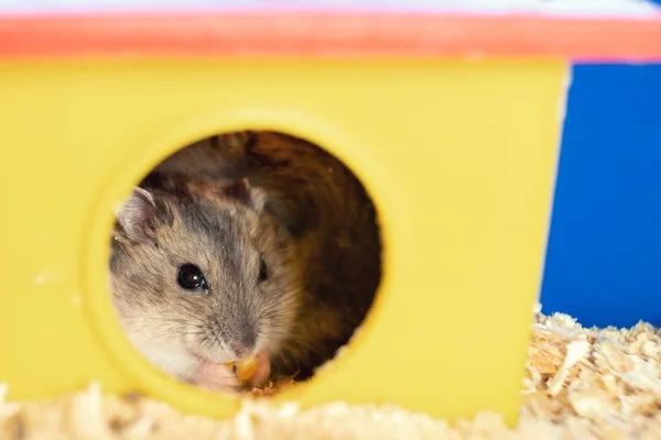 Small Gray Jungar Hamster Rat Yellow Home Cage — Stock Photo, Image