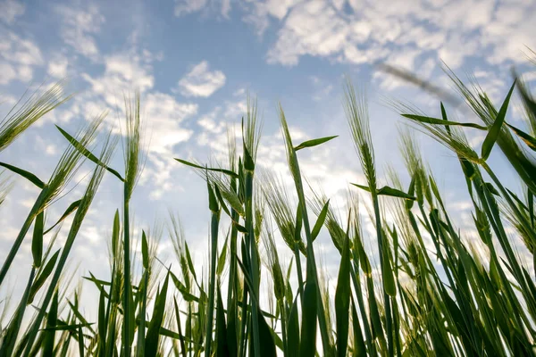 Primer Plano Las Cabezas Trigo Verde Que Crecen Campo Agrícola — Foto de Stock