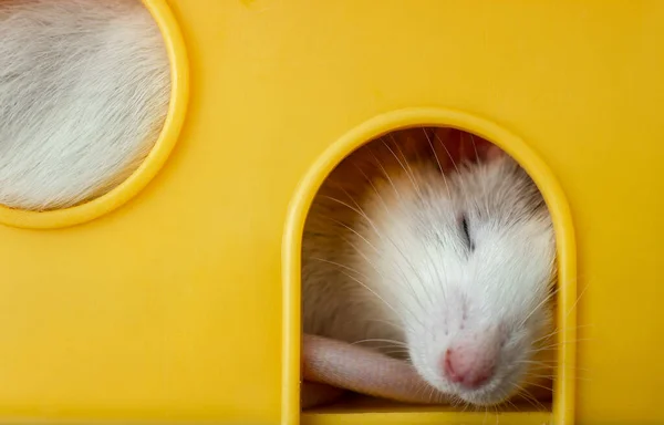 白色家鼠 长胡须 睡在黄色塑料宠物舍里 — 图库照片