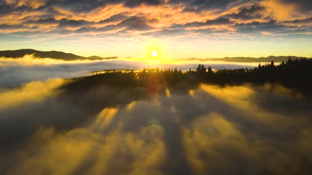 从上面望去 秋天的群山里 云杉雾密布的森林里 黑漆漆的松树闪烁着灿烂的日出光芒 穿过树枝 — 图库视频影像