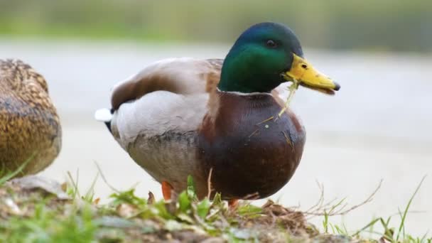 Pato Salvaje Comiendo Hierba Verde Parque Verano — Vídeos de Stock