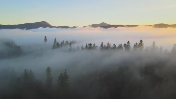 落日时分 空中鸟瞰雾蒙蒙的森林上五彩斑斓的风景 松树复盖山岗 — 图库视频影像