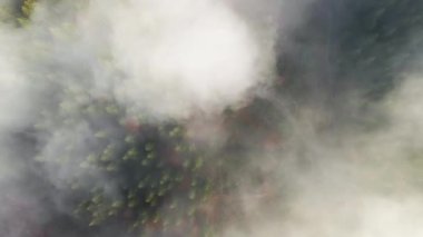 Sonbahar dağlarında çam ağaçlarından tepe örtüleri olan sisli yeşil çam ormanlarının havadan görünüşü.