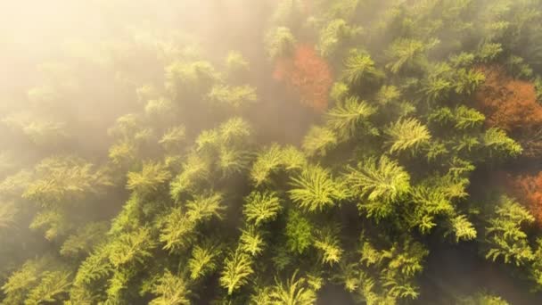 Vista Aérea Pinhal Verde Nebuloso Com Copas Abetos Montanhas Outono — Vídeo de Stock