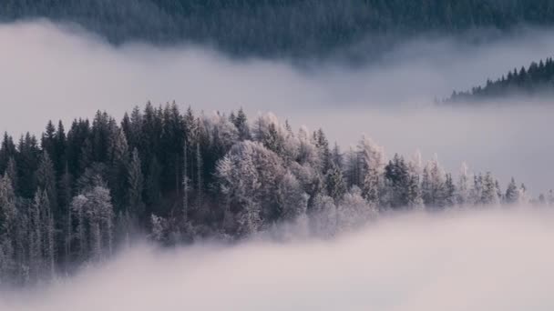 겨울에는 소나무 숲으로 둘러싸인 떨어진 암산의 덕들이 시간이 지남에 빠르게 — 비디오