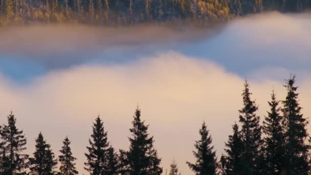 소나무 숲으로 이지남에 빠르게 구름으로 뒤덮여 — 비디오