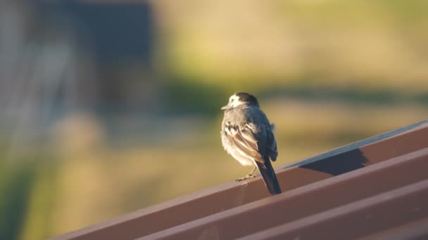 金属製の建物の屋根の上に小さな鳥 — ストック動画