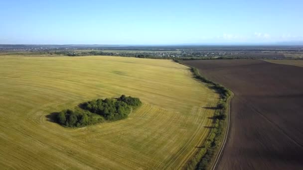 Luftaufnahme Der Gelben Landwirtschaft Weizenfeld Nach Der Ernte Spätsommer — Stockvideo
