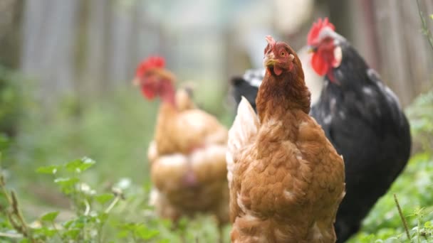 伝統的な田舎の庭で鶏の餌 エコファームの納屋の庭に鶏 自由な範囲の養鶏の概念 — ストック動画